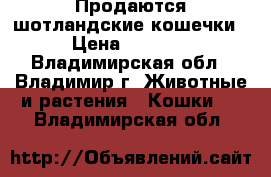 Продаются шотландские кошечки › Цена ­ 5 000 - Владимирская обл., Владимир г. Животные и растения » Кошки   . Владимирская обл.